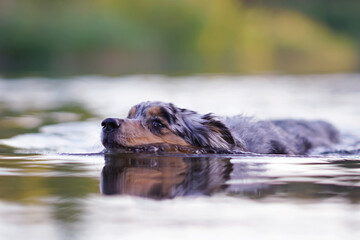 Active blue merle Australian Shepherd dog posing outdoors swimming in a pond on a summer evening
