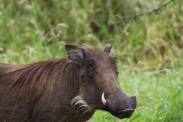 Naklejka na ściany i meble warthog, St Lucia, South Africa 