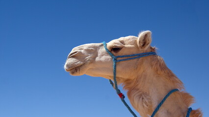 Close up of a white dromedary camel (Camelus dromedarius) wearing a halter in the Sahara Desert outside of Douz, Tunisia