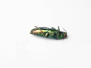 Close up shoot of a jewel beetle