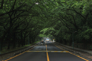 제주도에서 나무들이 우거진 아름다운 길, 숲터널
