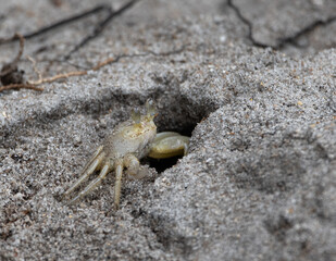 Ghost Crab Outside burrow