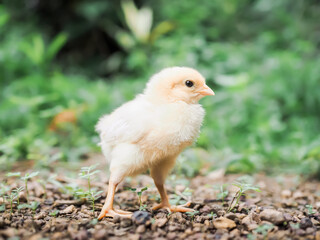 A chicken baby in the garden