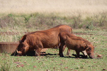 Warthogs, St Lucia, South Africa
