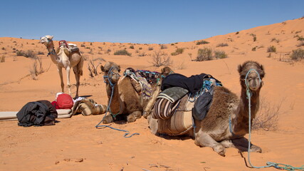 Dromedary camels (Camelus dromedarius) saddled for a camel trek in the Sahara Desert outside of...