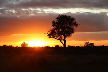 Fototapeta na wymiar Sunrise, Kruger National Park, South Africa