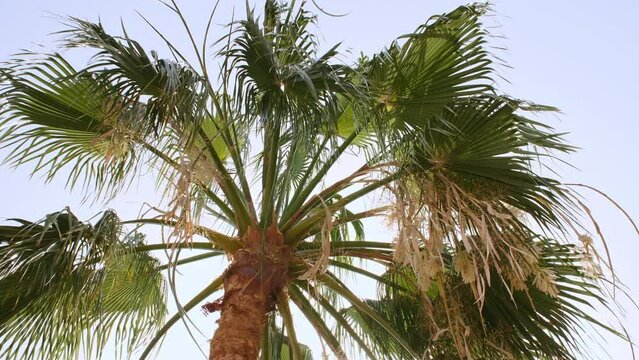 Palm trees bottom view on blue sky background. Tropical coconut palm leaf trees at sunlight. Beach on the tropical island. Slow motion. Looking Up. Advertising, background picture. High quality 4k