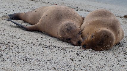 Fototapeta premium Snuggling Galapagos Sea Lions in Love
