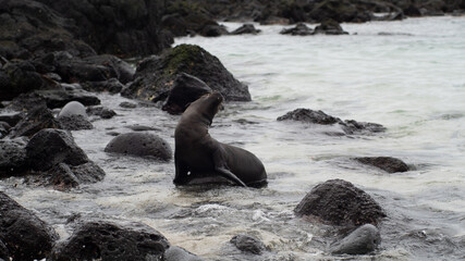 galapagos sea lion baby on beach