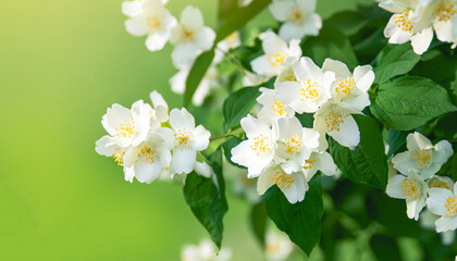 Obraz na płótnie Canvas Beautiful spring border, blooming jasmine bush on a green background. Soft selective focus; Copy Spase