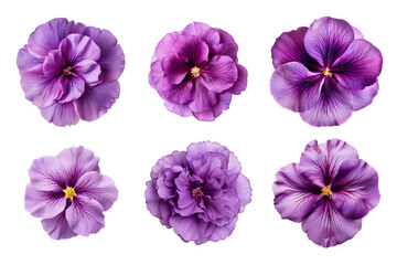Selection of various purple flowers isolated on transparent background