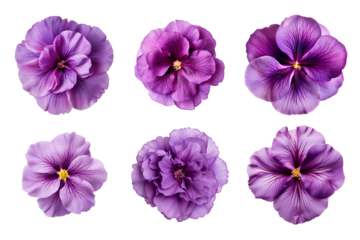 Selection of various purple flowers isolated on transparent background
