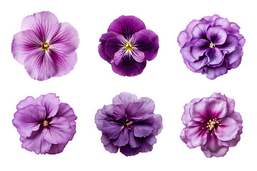 Selection of various purple flowers isolated on transparent background - Powered by Adobe