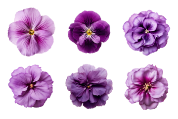 Selection of various purple flowers isolated on transparent background