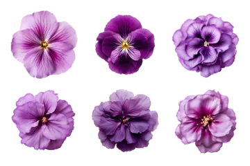 Tuinposter Selection of various purple flowers isolated on transparent background © degungpranasiwi