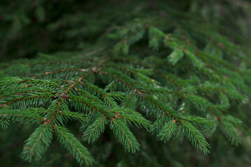 close up of green fir tree branches