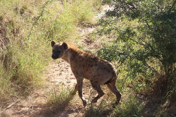 Spotted Hyena, Kruger National Park, South Africa