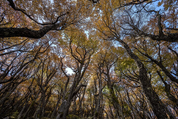 Fototapeta premium Lenga forest at the access to the Huemul glacier, in Santa Cruz, Argentine Patagonia.