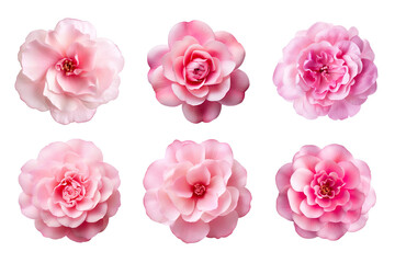 Selection of various pink flowers isolated on transparent background