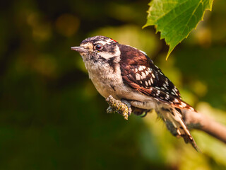 downy woodpecker perched on a tree branch, blurred background