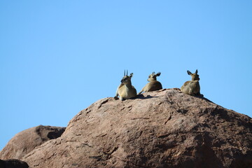 Klipspringer deer, Kruger National Park, South Africa