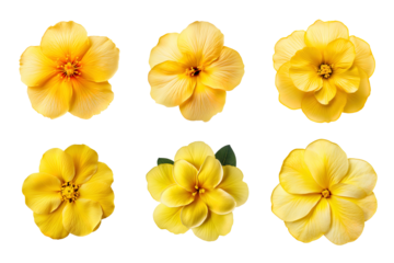 Selection of various yellow flowers isolated on transparent background