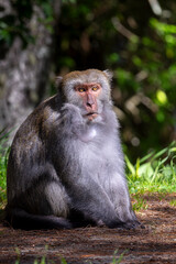 portrait of a macaque