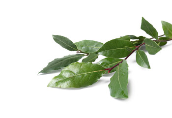 Branch of fresh bay leaves on white background