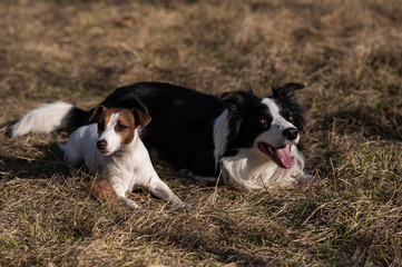 Dog jack russell terrier and border collie lie on yellow autumn grass. 