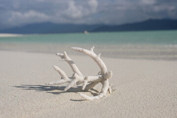 A single piece of dead coral reef drifted ashore onto white sandy beach of tropical island with...