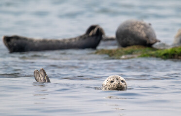 Fototapeta premium 백령도 물범