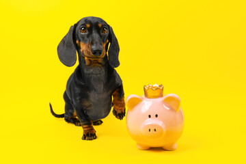 Joyful dog dachshund sits on its hind legs raising its paw, next to it is piggy bank with crown...