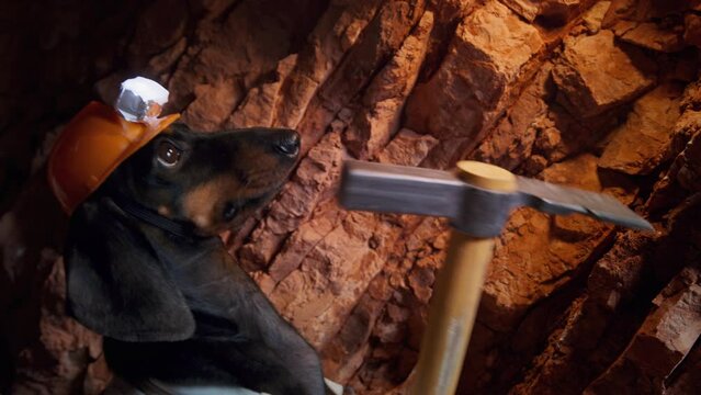 Close-up of a miner's dog in a helmet and a lantern beats stones from a rock with a pickaxe in a dark cave. Hardworking handyman in an underground mine extracts coal. Children quest in dungeon