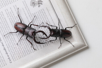 クワガタ　stag beetle	