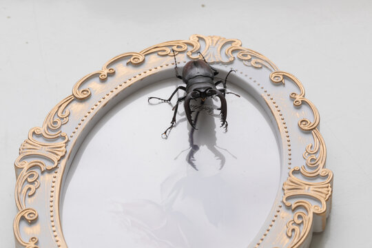 英国イメージ　クワガタ　stag beetle	
