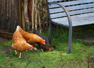 Chickens in the garden next to a blue bench