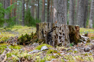 Old stump close up. Without bark, the texture of rotten wood and traces of wood-eating insects are visible. End of the day in the autumn pine forest