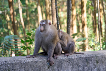 Adult Macaque monkey couple at the Bokor national park
