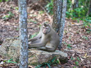 Macaque monkey resting on a rock at the Bokor national park

