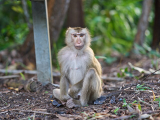 Portrait of a young Macaque monkey at the Bokor national park	
