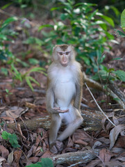 Portrait of a young Macaque monkey at the Bokor national park	