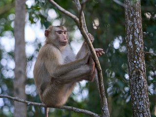 Portrait of a Macaque monkey on a tree at the Bokor national park
