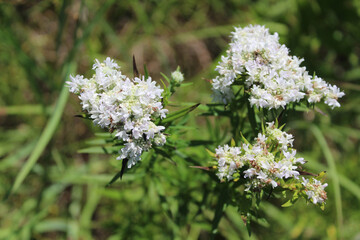 Three sets of slender mountain mint clusters at Somme Prairie Nature Preserve in Northbrook, Illinois