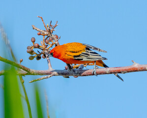 A Streak-backed Orioole forages for a meal on a fruit bearing tree in Mexico.