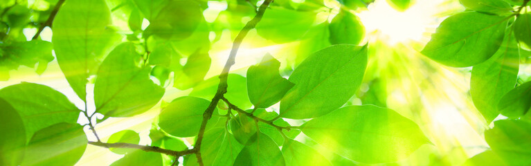 green leaves banner
