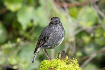 North Island Robin (Petroica longipes) on a mossy stump, Whanganui, New Zealand