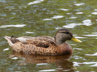 Male Colvert duck