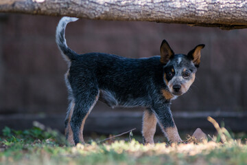 Orca the Blue Heeler