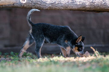 Orca the Blue Heeler
