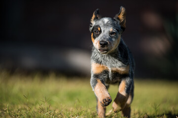 Orca the Blue Heeler